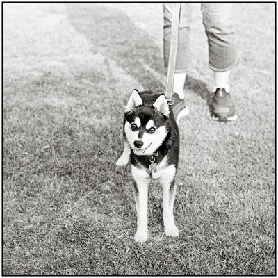 00080Dog Photos.jpg