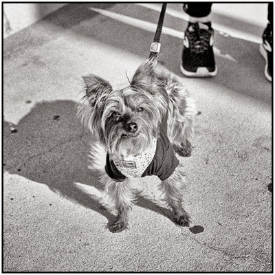 00081Dog Photos.jpg