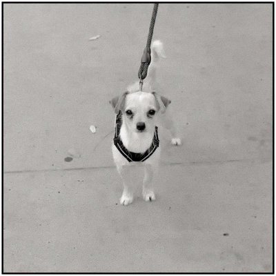 00082Dog Photos.jpg