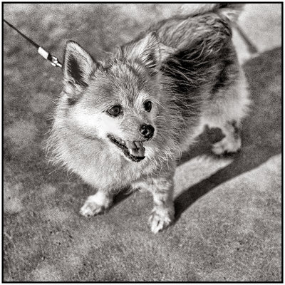 00086Dog Photos.jpg