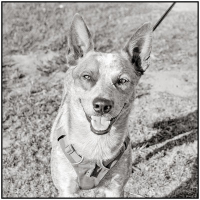 00091Dog Photos.jpg