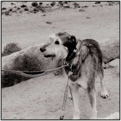 00096Dog Photos.jpg
