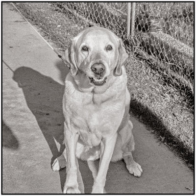 00098Dog Photos.jpg