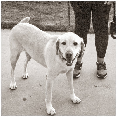 Dogs in Bayside Park