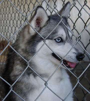 Alaskan Klee Kai