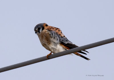 American Kestrel