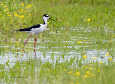 Black-necked Stilt