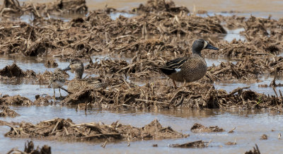 Male & Female Blue-winged Teals