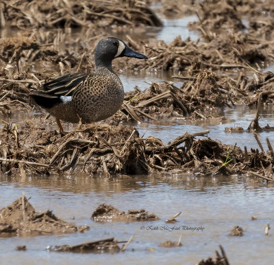 Male Blue-winged Teal