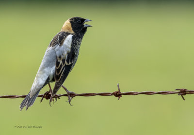Bobolink