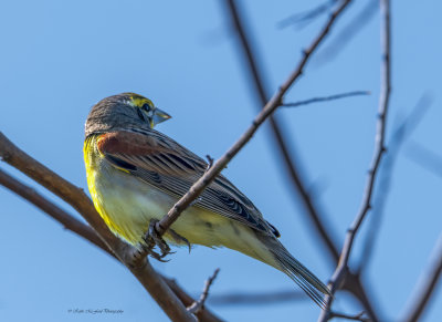 Dickcissel