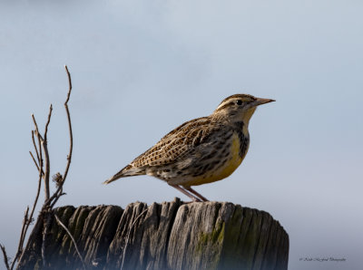 Eastern Meadowlark