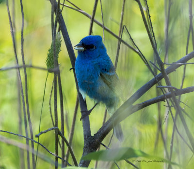 Indigo Bunting