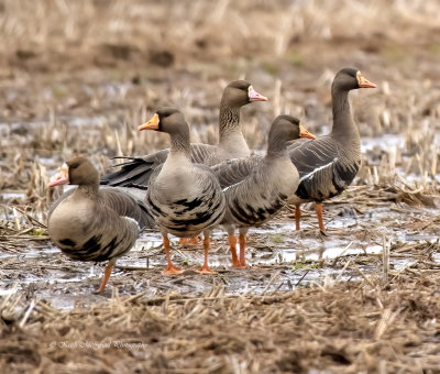 Greater White-fronted Geese