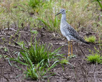 Greater Yellowlegs