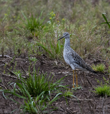 Greater Yellowlegs