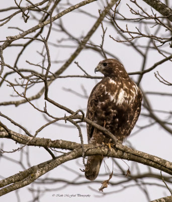 Harlan's Hawk