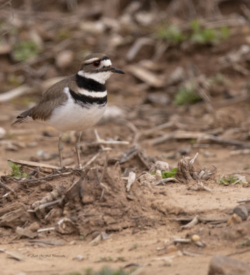 Kildeer