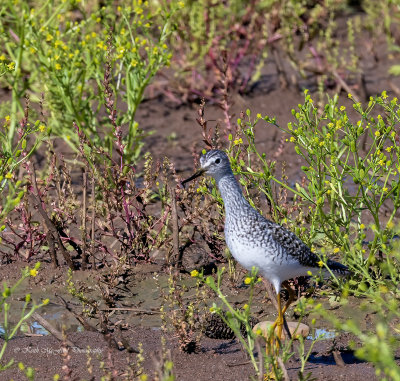 Lesser Yellowlegs