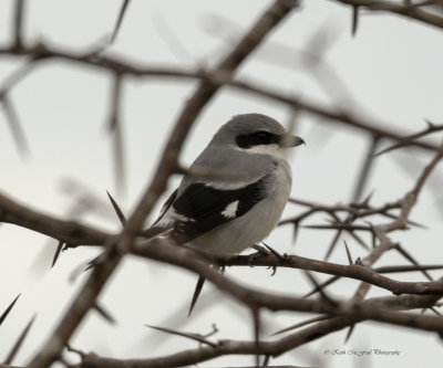 Loggerhead Shrike
