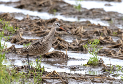Marbled Godwit