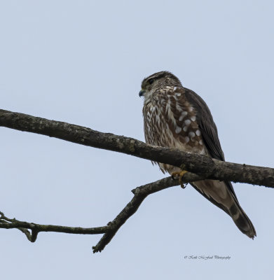 Merlin