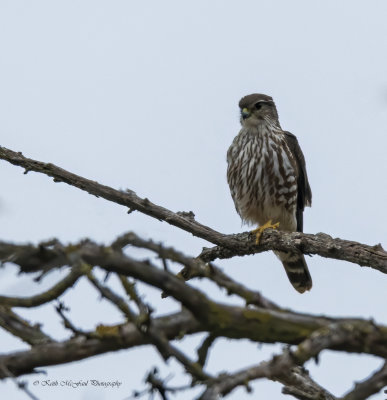Merlin
