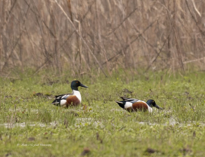 Northern Shoveler Ducks