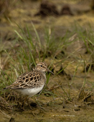 Pectoral Sandpiper