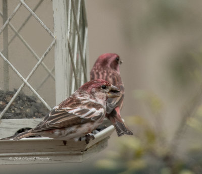 Partially leucistic Purple Finch