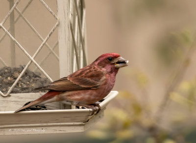 Purple Finch - Male