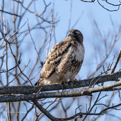 Red-tailed Hawk