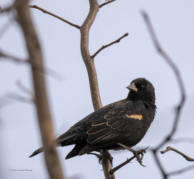 Red-winged Blackbird