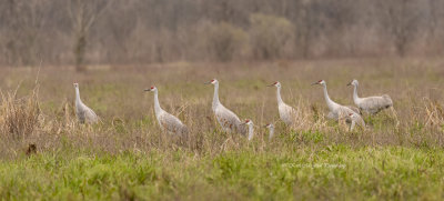 Sandhill Cranes