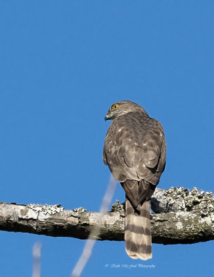 Sharp-shinned Hawk