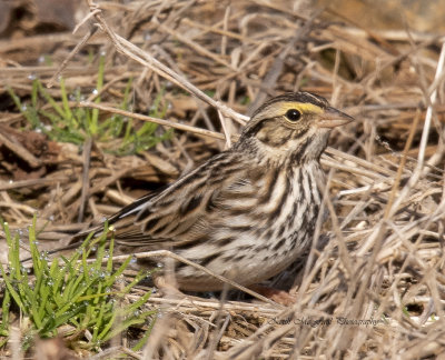 Savannah Sparrow