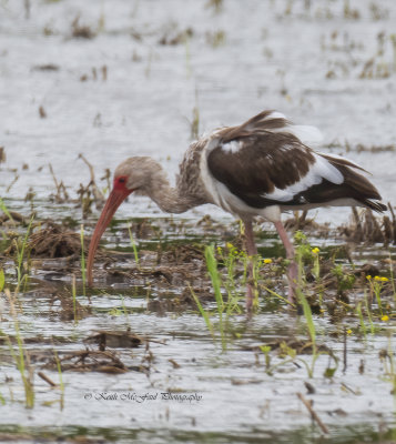 First Summer White Ibis