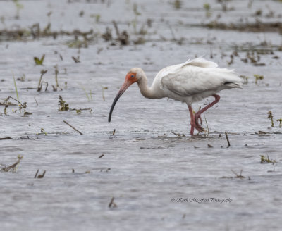 White Ibis - Adult
