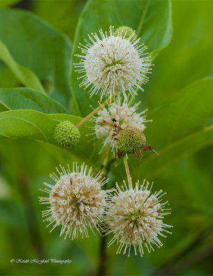 Buttonbush