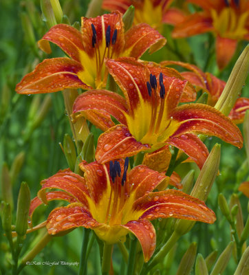 Day Lilies