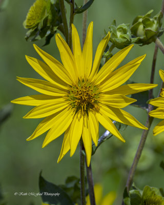 Compass Plant