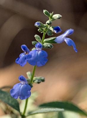 Blue Sage