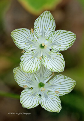 Grass of Parnassus