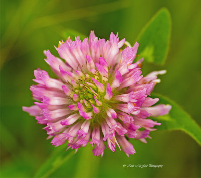 Red Clover