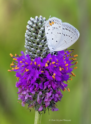 Purple Prairie Clover & Eastern Tailed Blue Butterfly