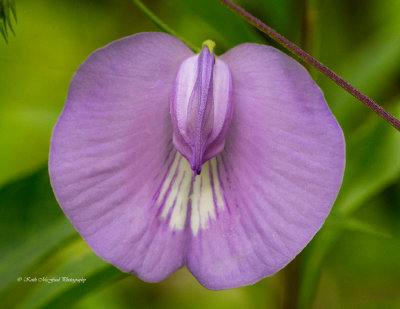 Butterfly Pea