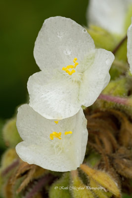 Reverchon's Spiderwort