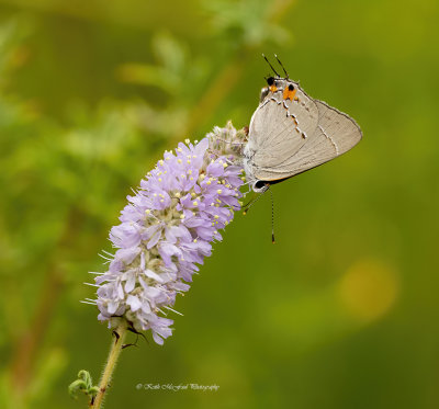 Silky Prairie Clover & Gray Hairstreak Butterfly