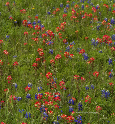 Wildflowers