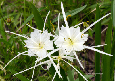 Western Marsh Spider Lilies